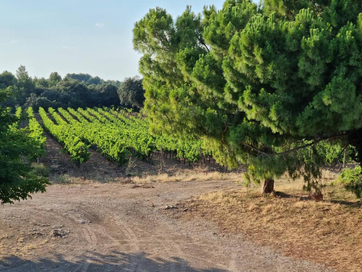 Gites De L'Estagnol Villeneuve-lès-Maguelonne Eksteriør billede
